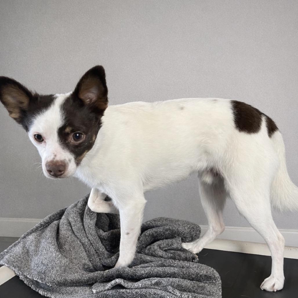 Enlarge Jack, a Adoptable mixed breed in Cashmere, WA image 3/5