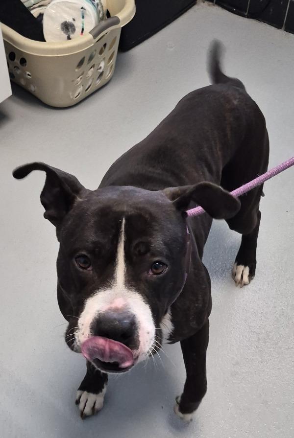 Enlarge Pen 150 Scout Hw+, a Adoptable mixed breed in Lawrenceville, GA image 1/1