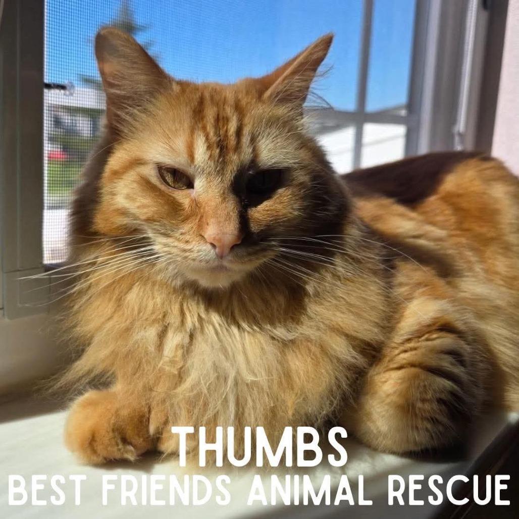 Thumbs, Adoptable, Adult Male Domestic Medium Hair.