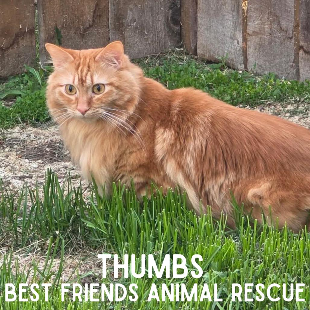 Thumbs, a Adoptable Domestic Medium Hair in Wasilla, AK image 2/3