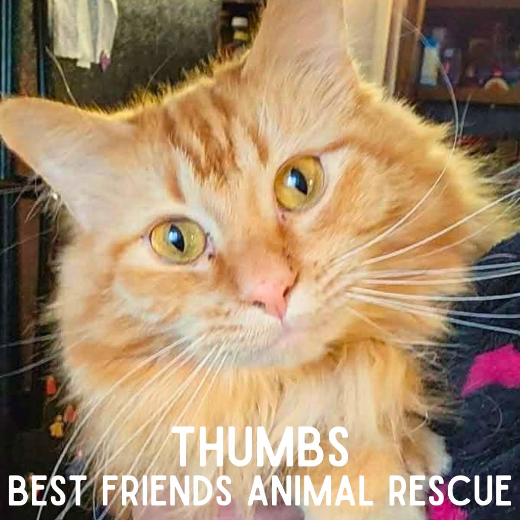 Thumbs, a Adoptable Domestic Medium Hair in Wasilla, AK image 3/3