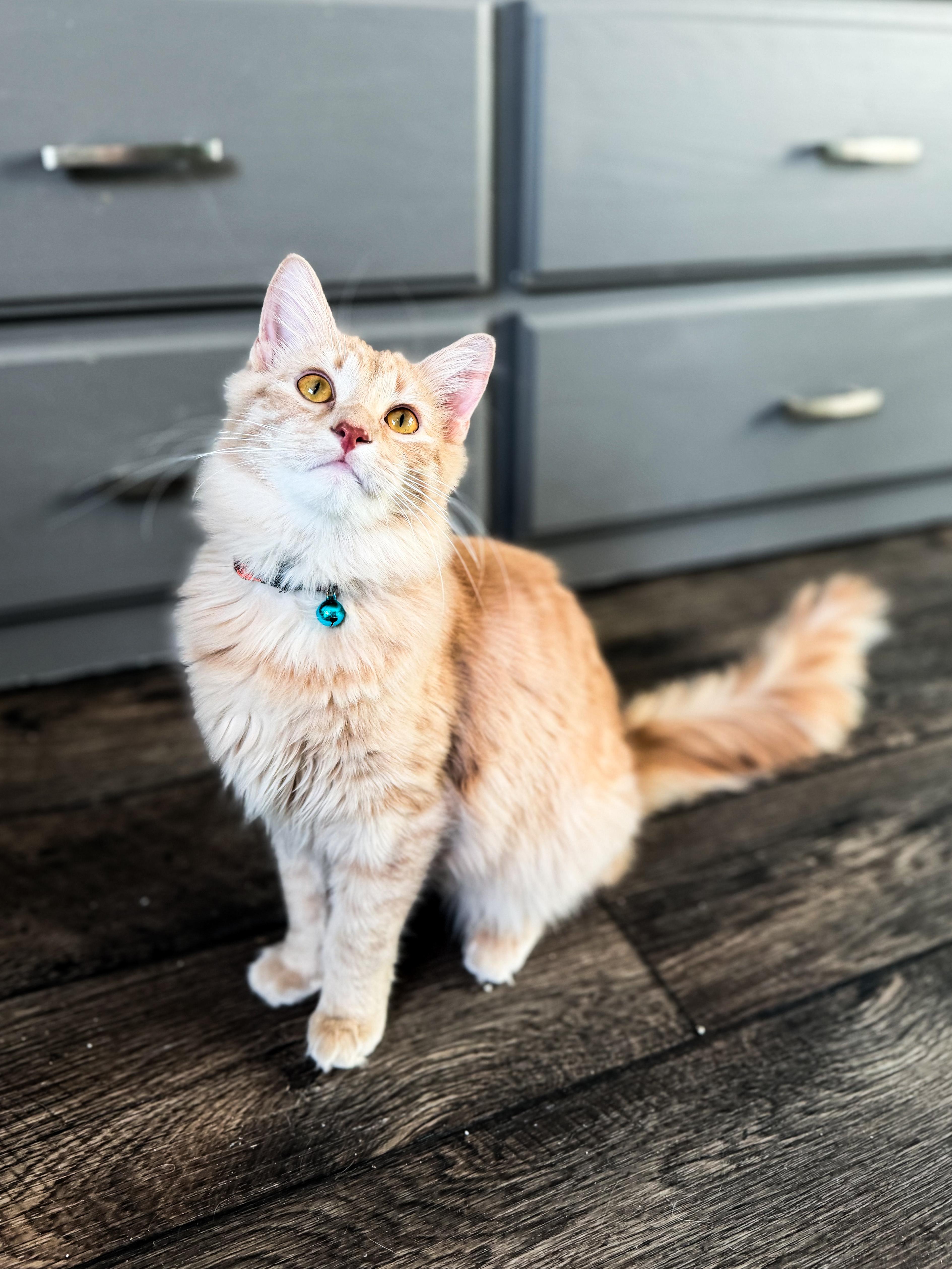 Enlarge Howard , a ADOPTABLE Domestic Short Hair in Sartell, MN image 1/2