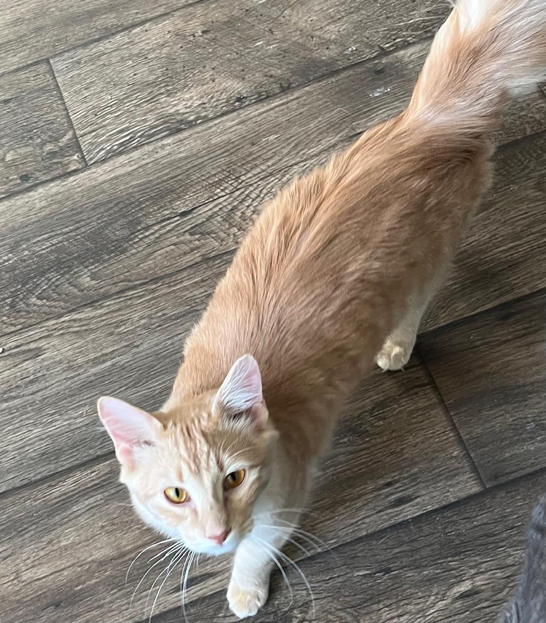 Howard , ADOPTABLE, Young Male Domestic Short Hair.