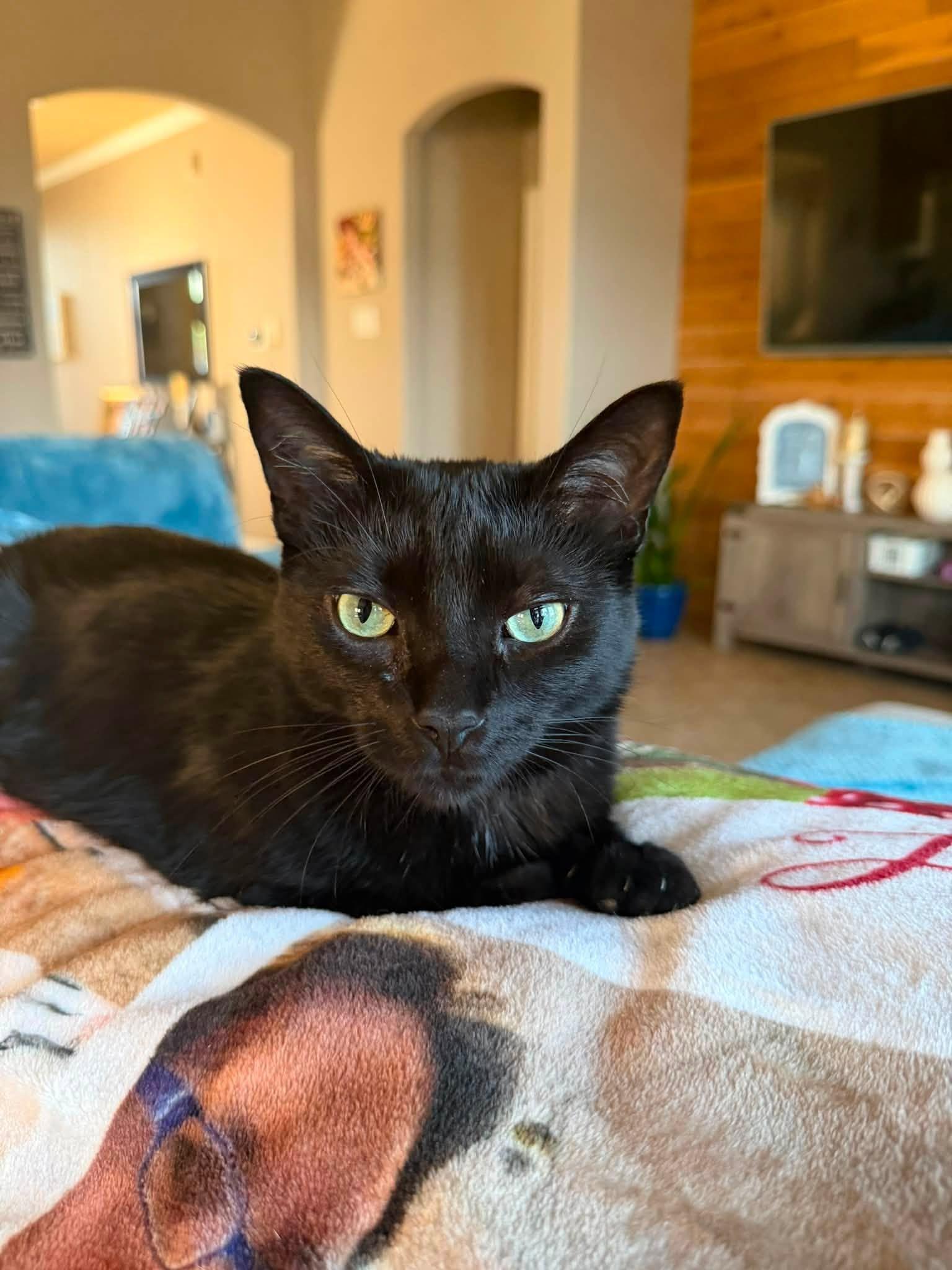 Enlarge Ellen, a Adopted American Shorthair in Frisco, TX image 1/4