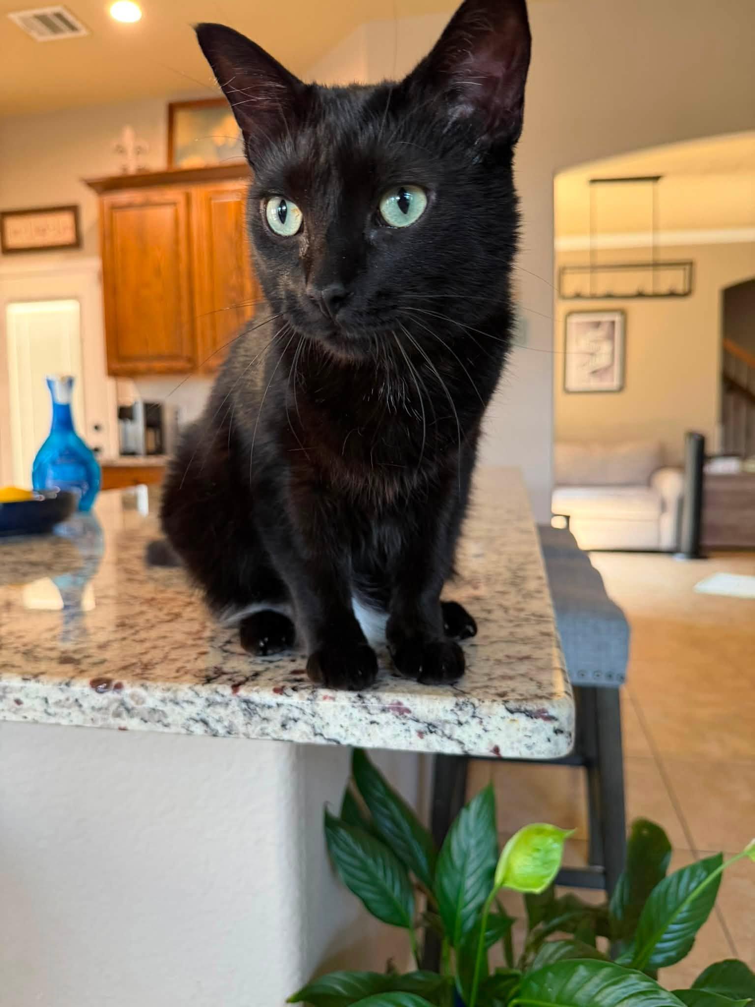 Enlarge Ellen, a Adopted American Shorthair in Frisco, TX image 2/4