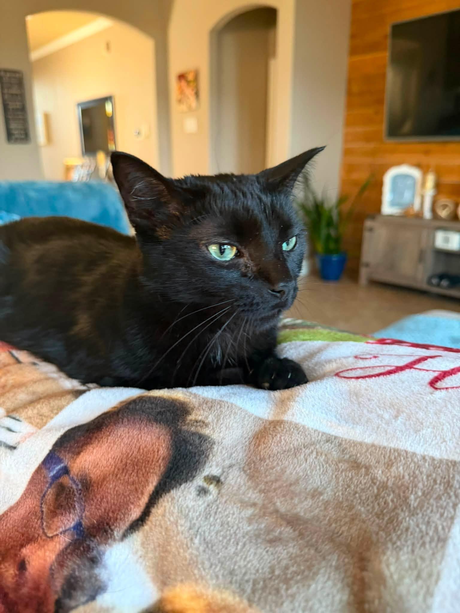 Enlarge Ellen, a Adopted American Shorthair in Frisco, TX image 3/4
