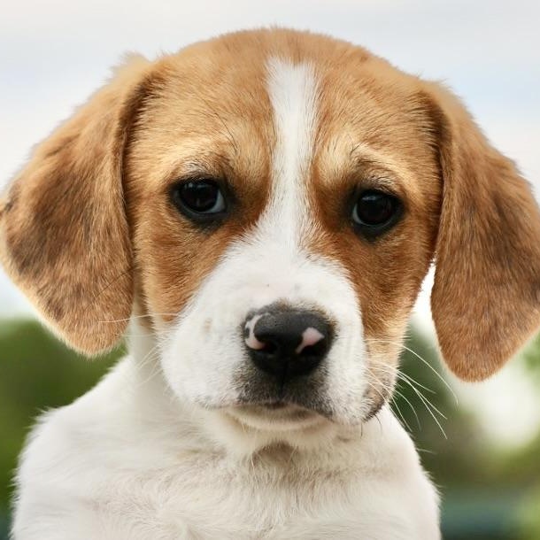 Winter-Available! www.LHAR.dog to Apply!, adoptable, Puppy Female Beagle.