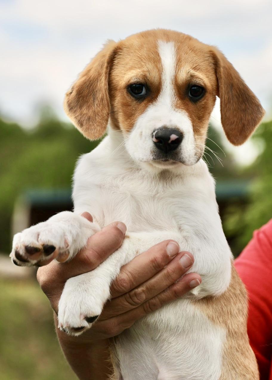 Enlarge Winter-Available! www.LHAR.dog to Apply!, an adoptable mixed breed in Frederick, MD image 2/5