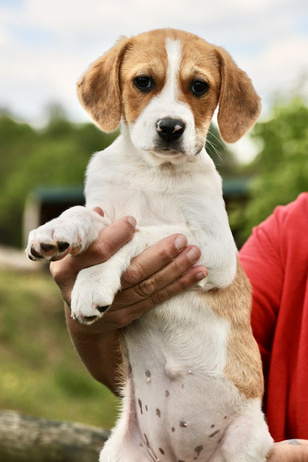 Enlarge Winter-Available! www.LHAR.dog to Apply!, an adoptable mixed breed in Frederick, MD image 4/5