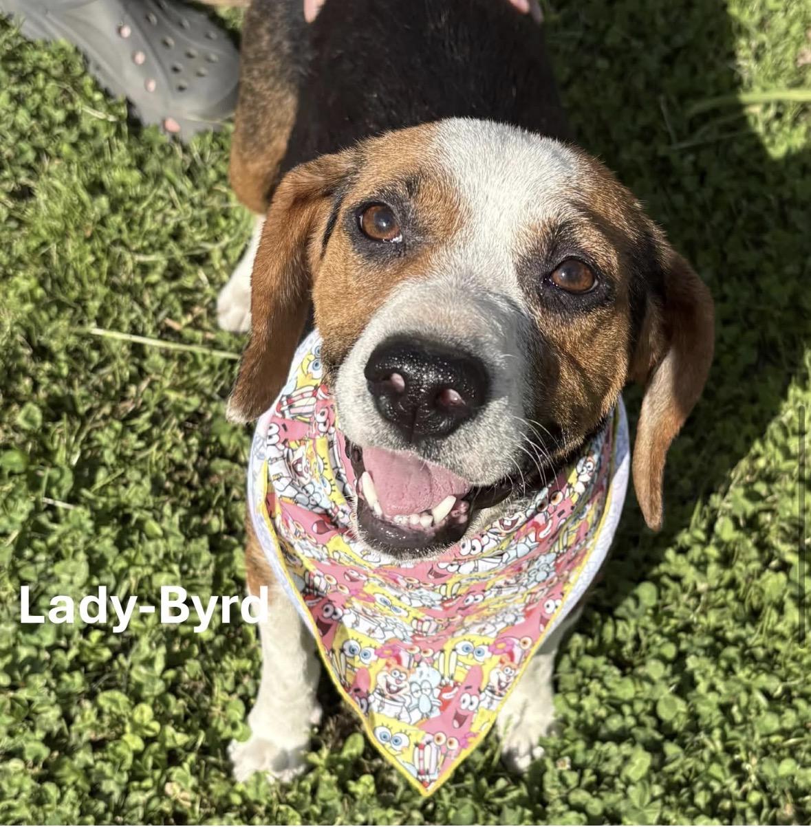 Enlarge Winter-Available! www.LHAR.dog to Apply!, an adoptable mixed breed in Frederick, MD image 5/5
