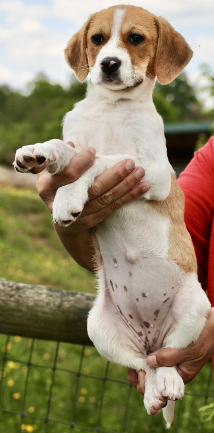 Enlarge Winter-Available! www.LHAR.dog to Apply!, an adoptable mixed breed in Frederick, MD image 3/5