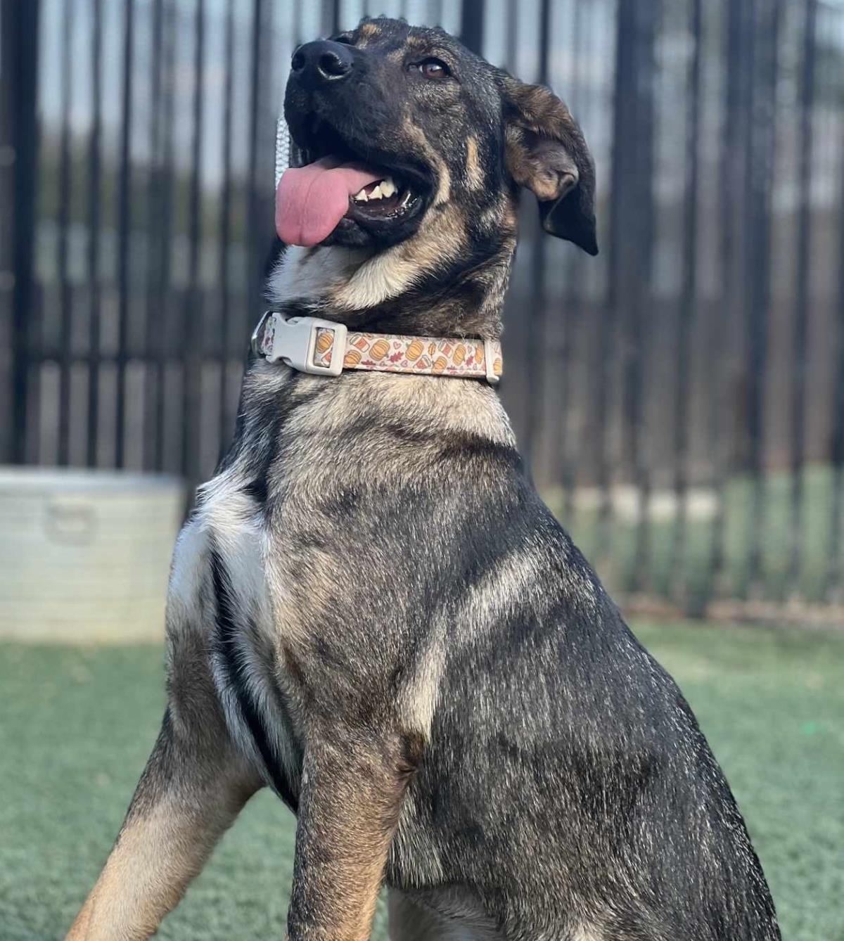 Francine, Adoptable, Adult Female Shepherd.