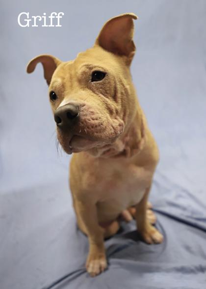 Enlarge Griff, a Adoptable mixed breed in Parma, OH image 1/2