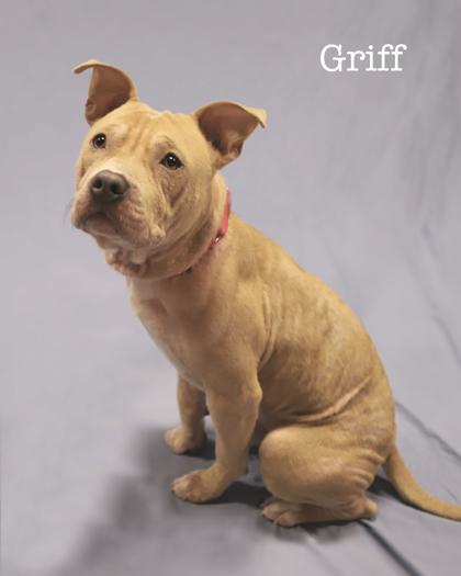 Enlarge Griff, a Adoptable mixed breed in Parma, OH image 2/2