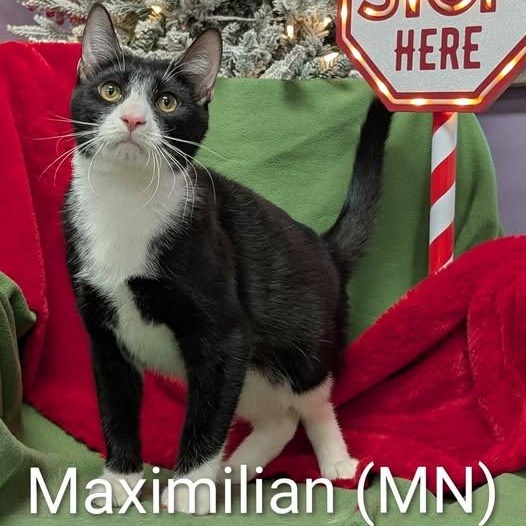 Enlarge Maximilian, a ADOPTABLE Domestic Short Hair in Mazon, IL image 1/1
