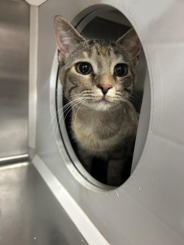 Enlarge Stacy, a Adoptable Domestic Short Hair in Emporia, KS image 1/2