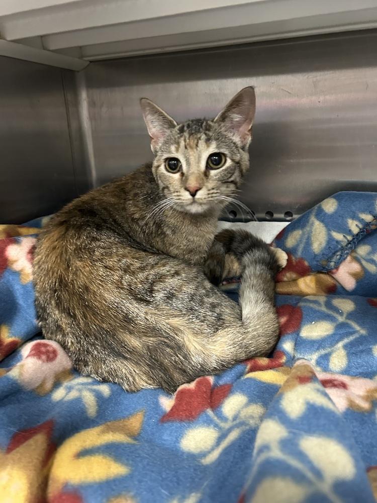 Enlarge Stacy, a Adoptable Domestic Short Hair in Emporia, KS image 2/2