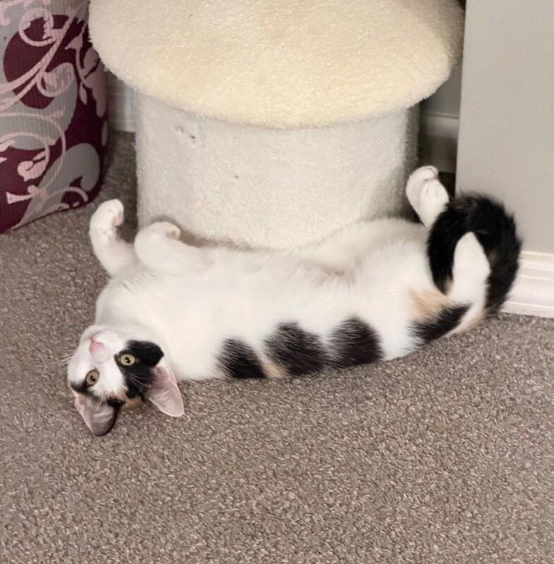 Enlarge Nami, a Adoptable Domestic Short Hair in North Babylon, NY image 1/6