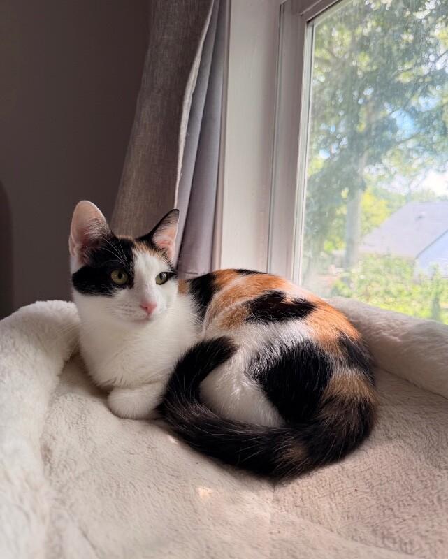 Enlarge Nami, a Adoptable Domestic Short Hair in North Babylon, NY image 2/6