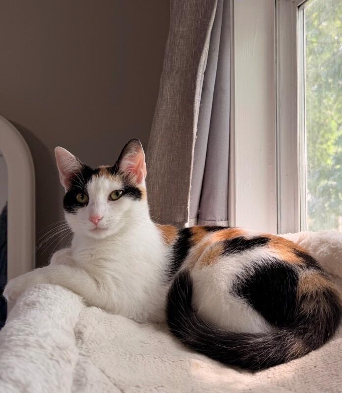 Enlarge Nami, a Adoptable Domestic Short Hair in North Babylon, NY image 3/6