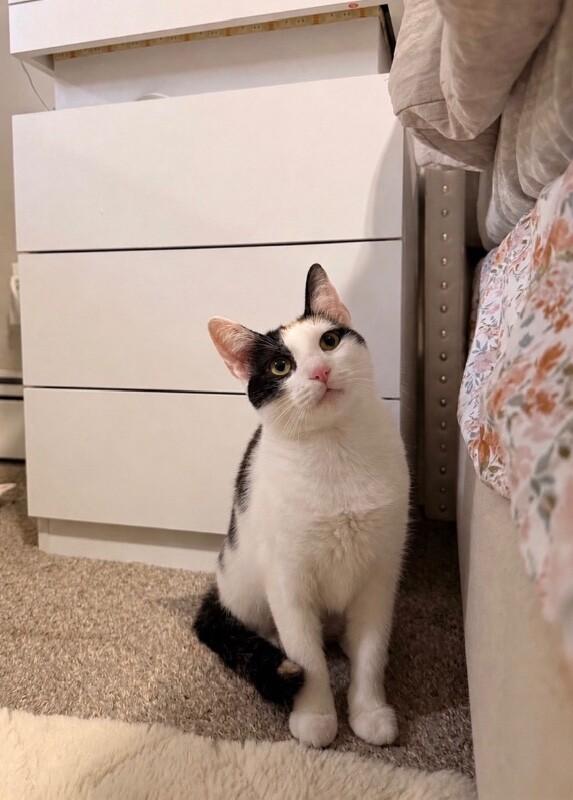 Enlarge Nami, a Adoptable Domestic Short Hair in North Babylon, NY image 4/6