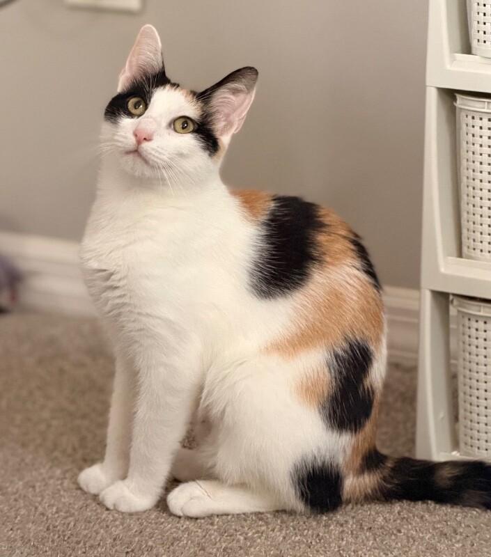 Enlarge Nami, a Adoptable Domestic Short Hair in North Babylon, NY image 5/6
