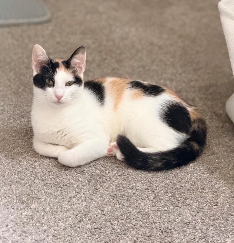 Enlarge Nami, a Adoptable Domestic Short Hair in North Babylon, NY image 6/6