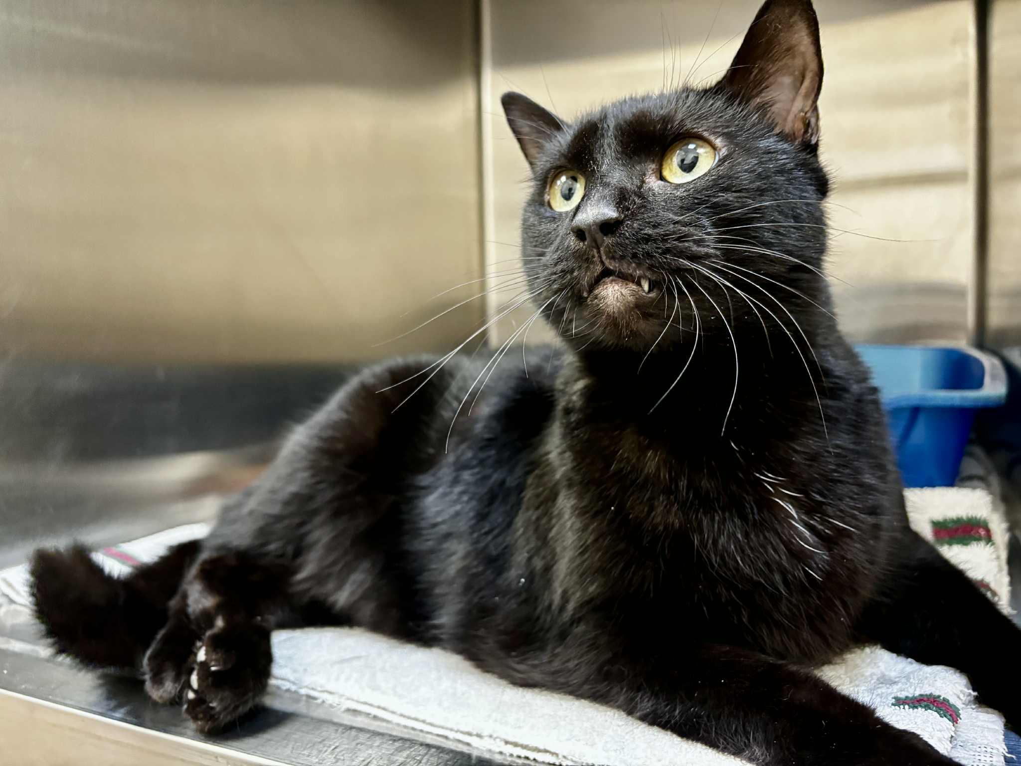 Squeaky, Adoptable, Adult Female Domestic Short Hair.