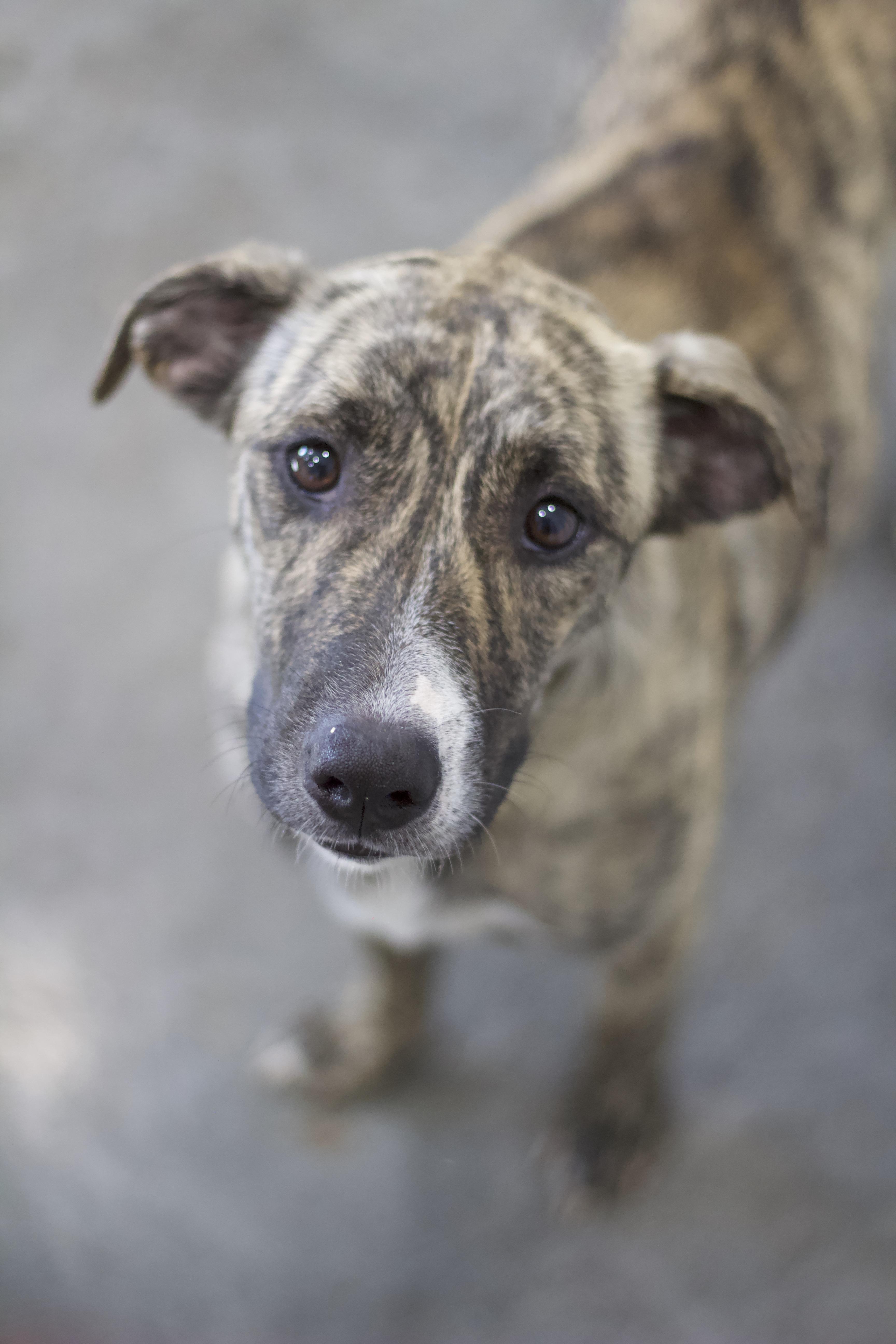 Enlarge Little Debbie, a Adoptable mixed breed in Ottumwa, IA image 1/2