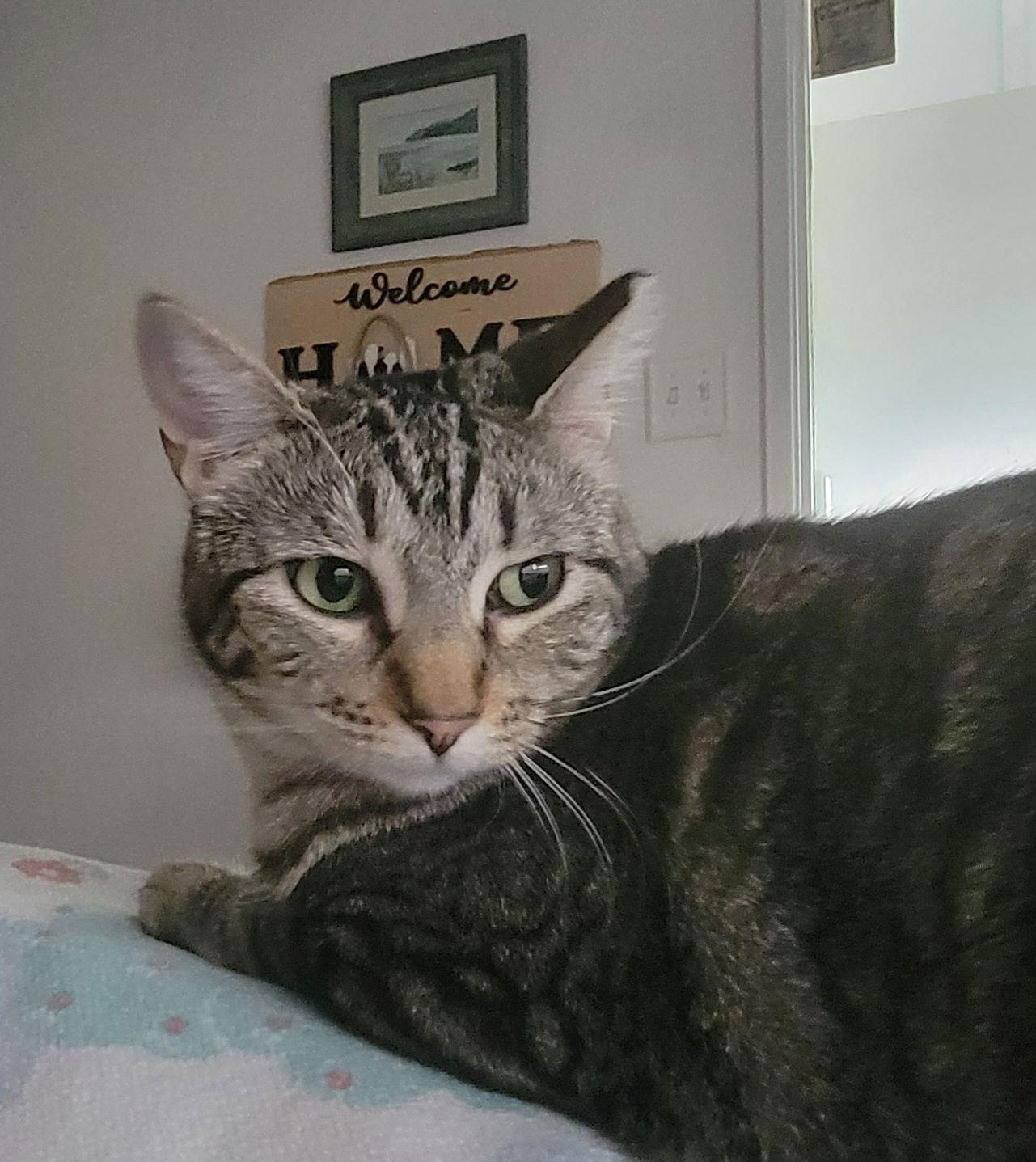 Boopsy, Adoptable, Young Female Tabby.