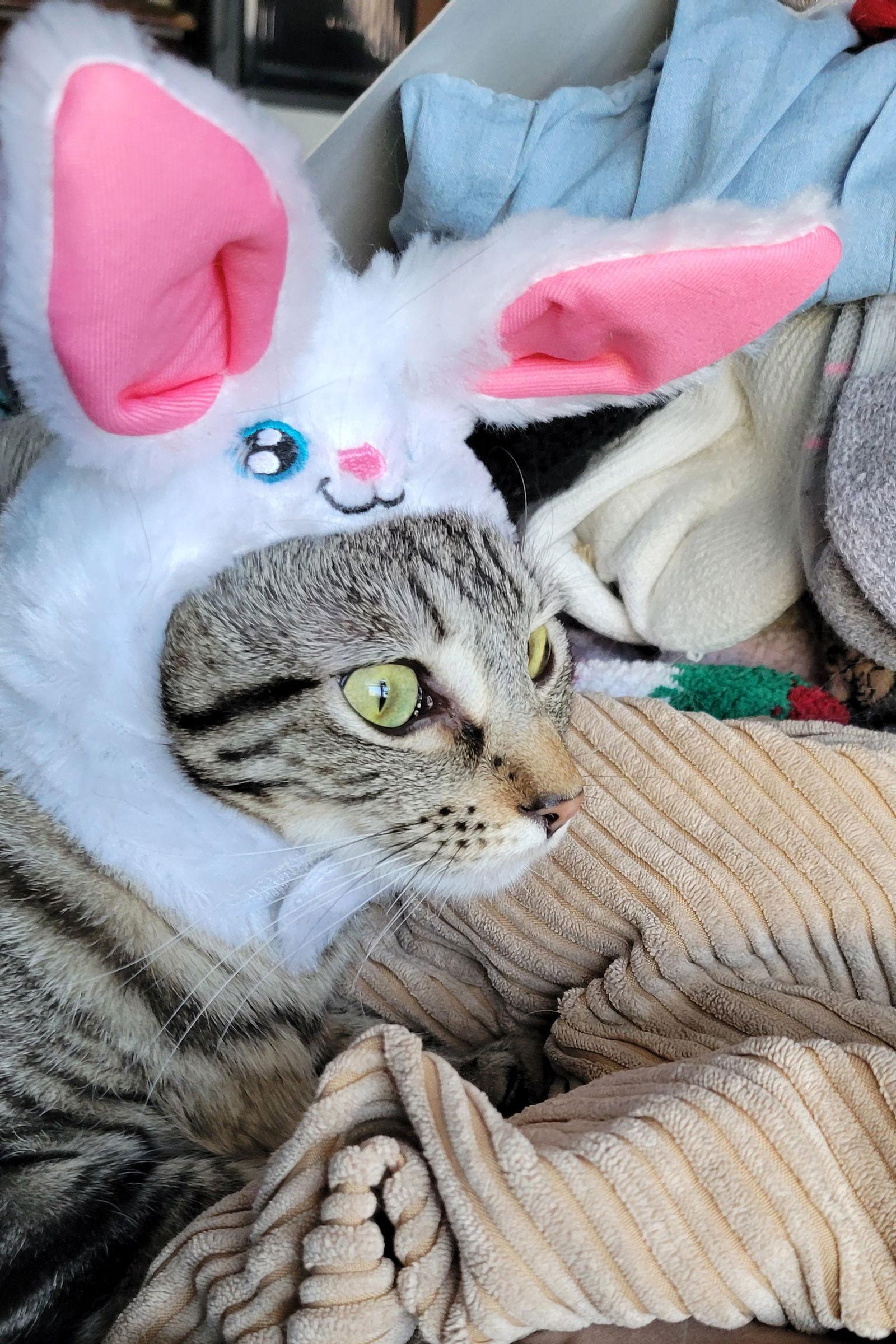 Boopsy, a Adoptable Tabby in Eureka, MO image 2/3