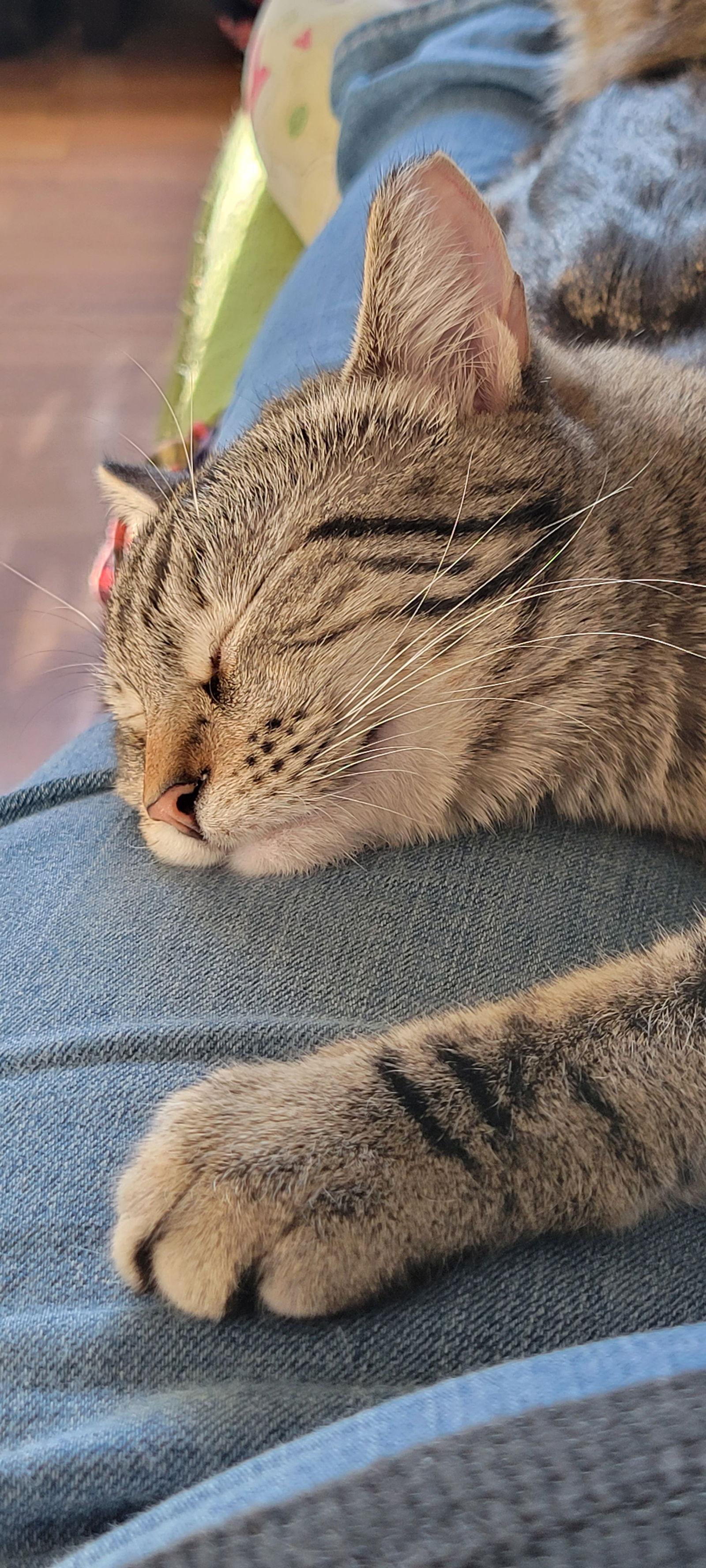 Boopsy, a Adoptable Tabby in Eureka, MO image 3/3