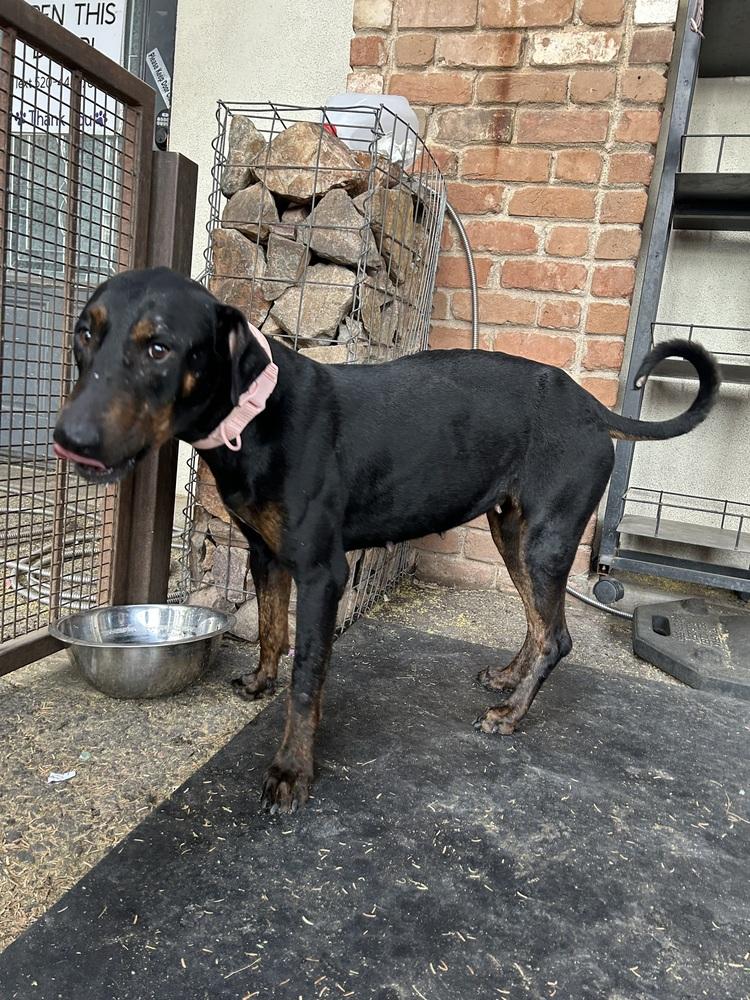 Maisie May, ADOPTABLE, Adult Female Doberman Pinscher.