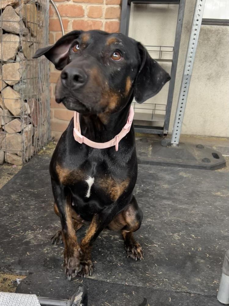 Enlarge Maisie May, a ADOPTABLE Doberman Pinscher in TUCSON, AZ image 3/3