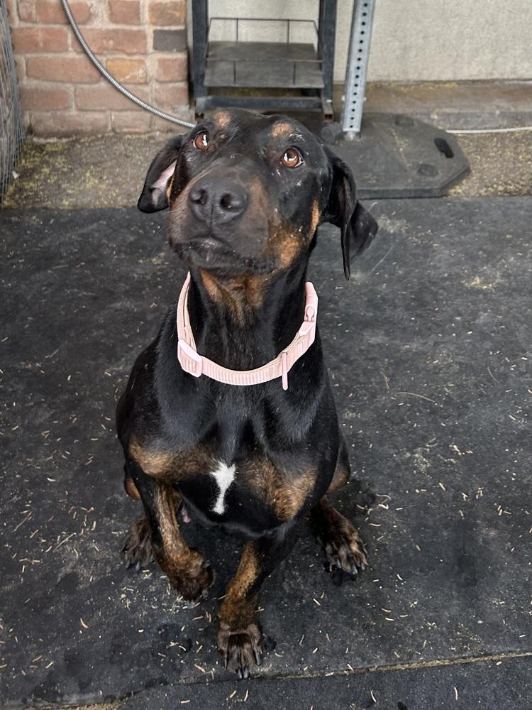 Enlarge Maisie May, a ADOPTABLE Doberman Pinscher in TUCSON, AZ image 2/3