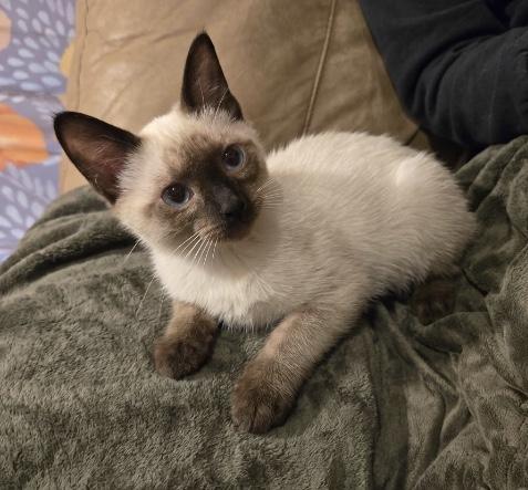 Bean, Adoptable, Young Male Domestic Short Hair.