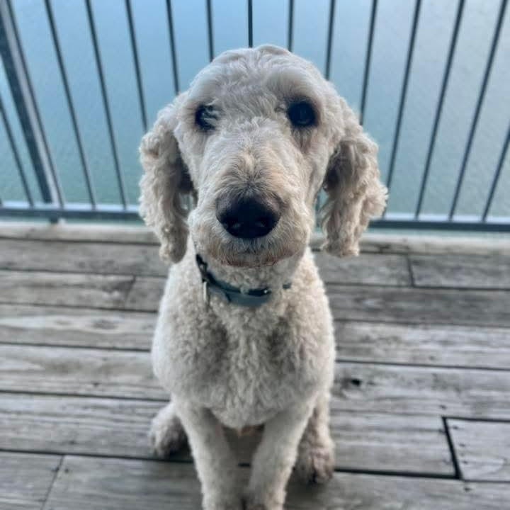 Landon, an adoptable Poodle in East Peoria, IL image 1/5