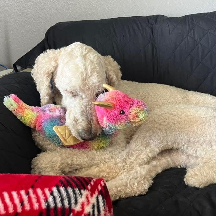 Landon, an adoptable Poodle in East Peoria, IL image 5/5