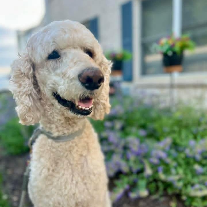 Landon, adoptable, Adult Male Poodle.