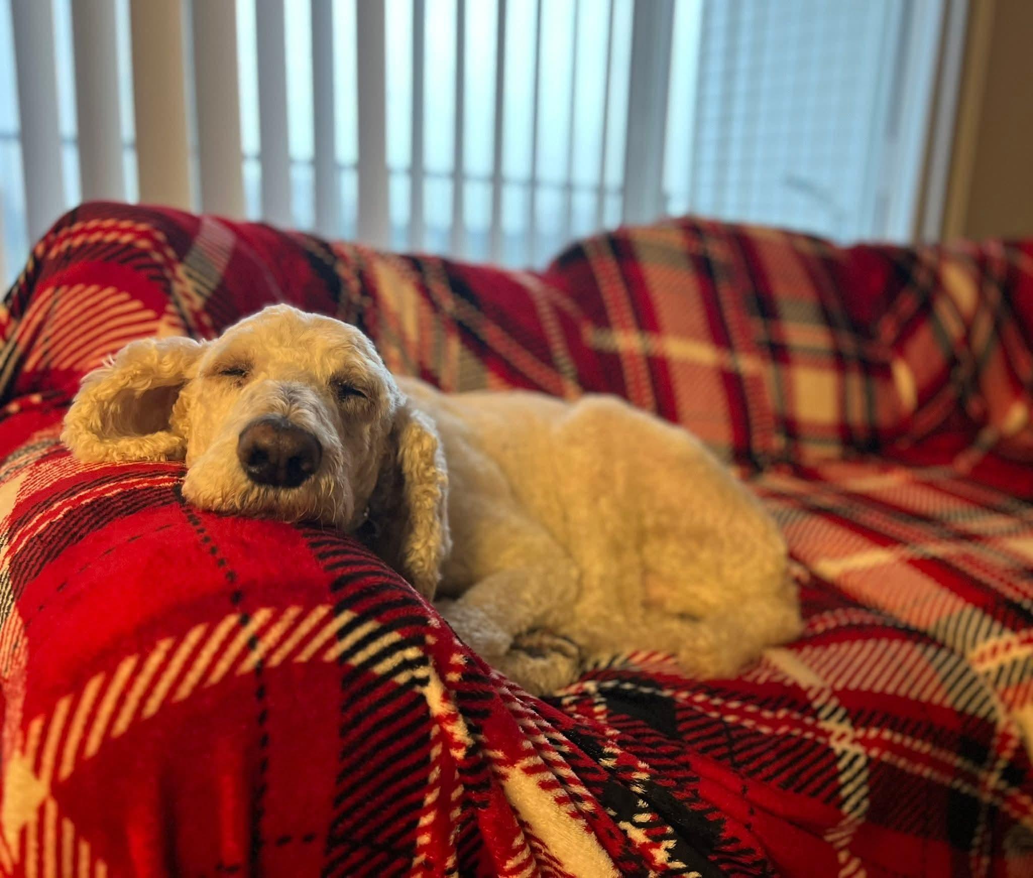 Enlarge Landon, an adoptable Poodle in East Peoria, IL image 6/6
