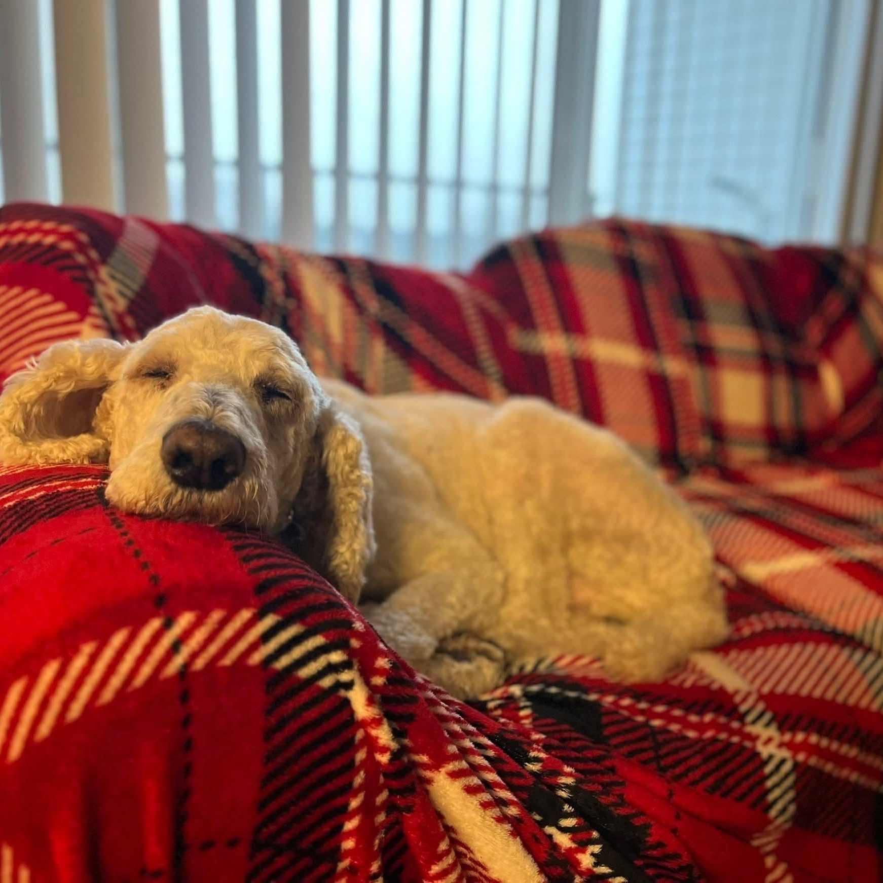Landon, an adoptable Poodle in East Peoria, IL image 4/5