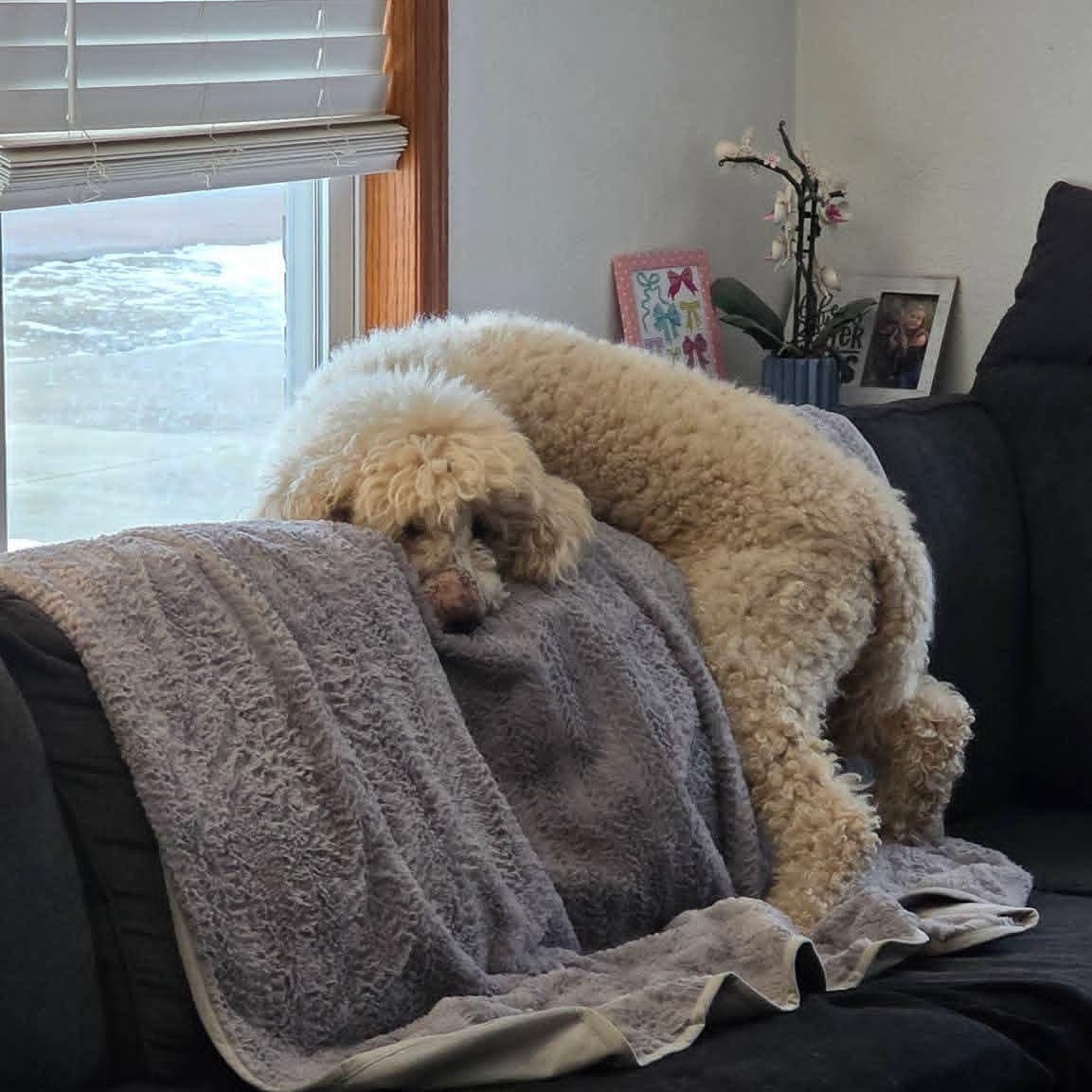 Enlarge Landon, an adoptable Poodle in East Peoria, IL image 5/6