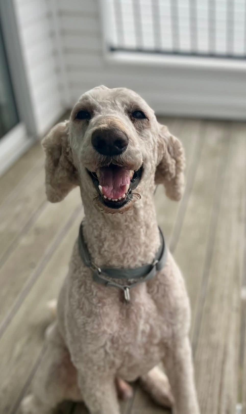 Enlarge Landon, an adoptable Poodle in East Peoria, IL image 4/6