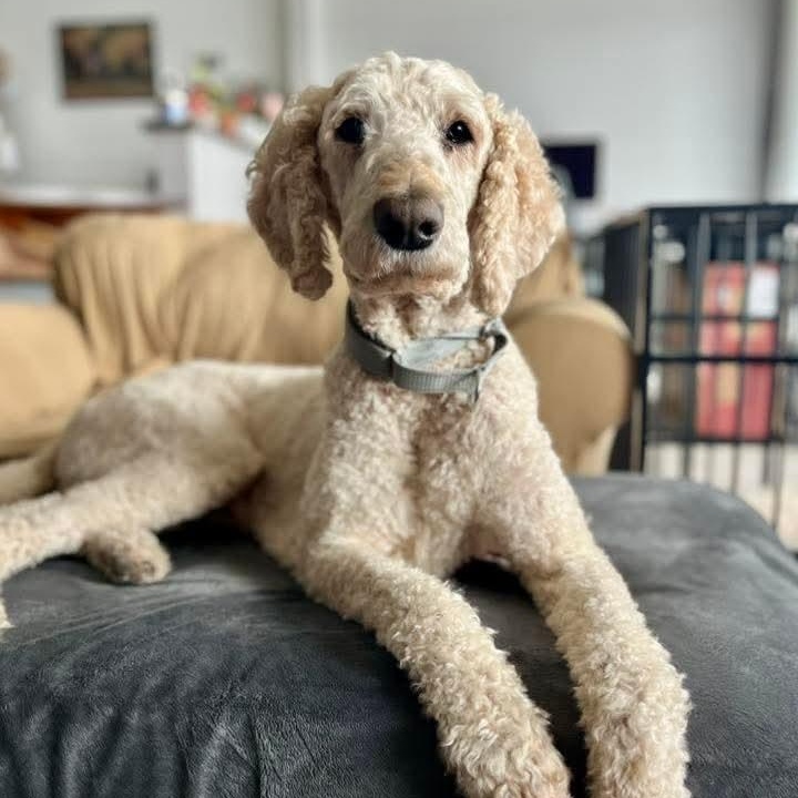 Enlarge Landon, an adoptable Poodle in East Peoria, IL image 1/6