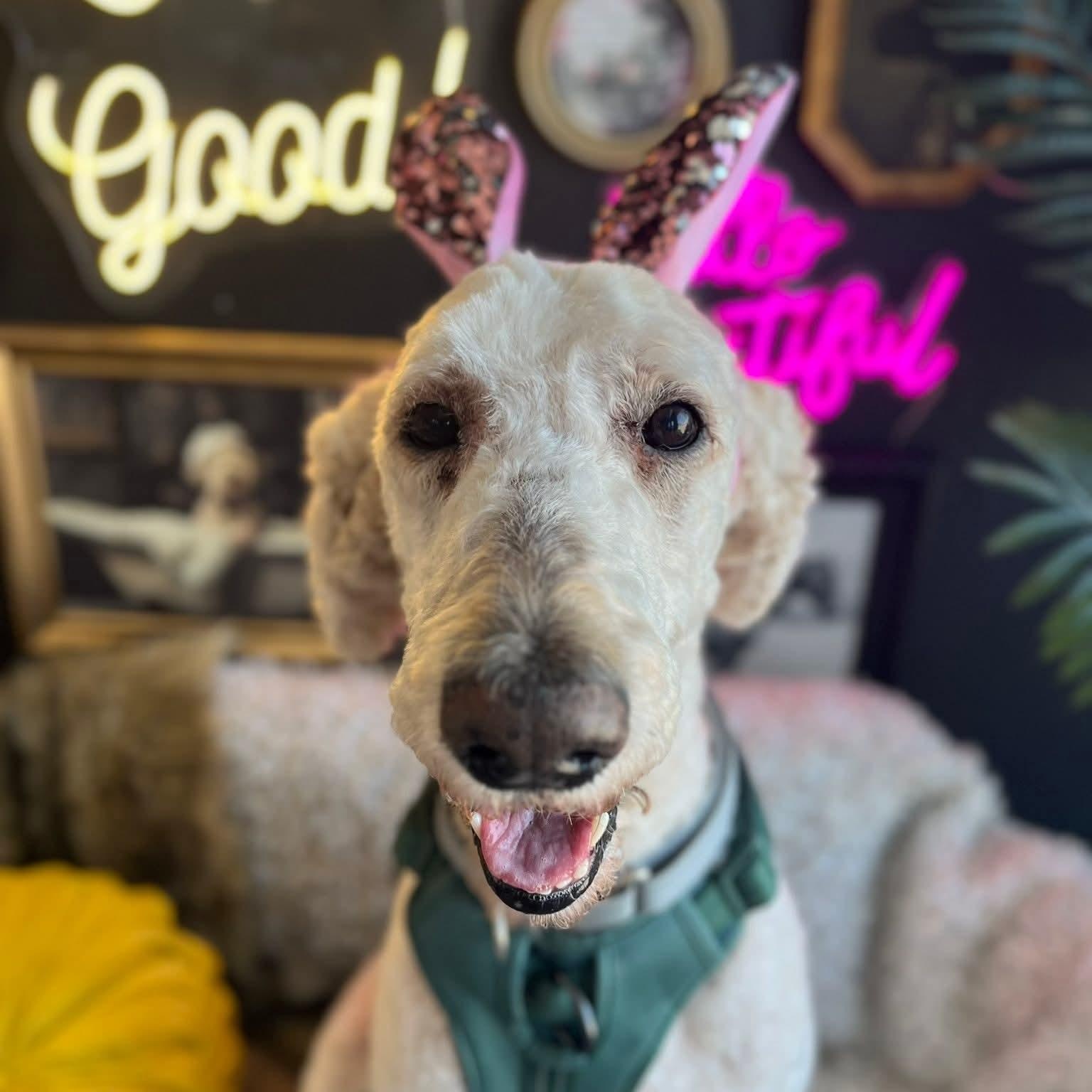 Landon, an adoptable Poodle in East Peoria, IL image 3/5