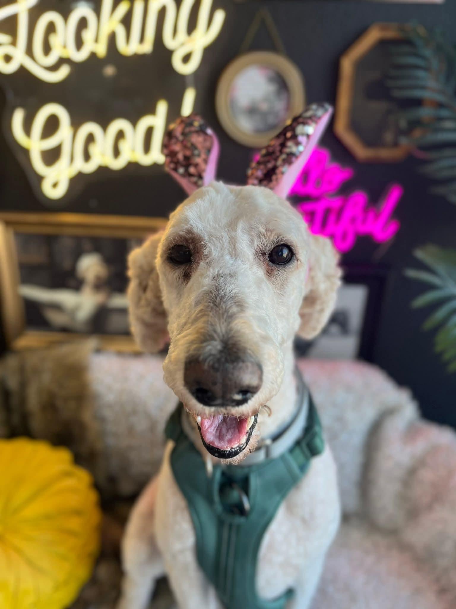 Enlarge Landon, an adoptable Poodle in East Peoria, IL image 2/6