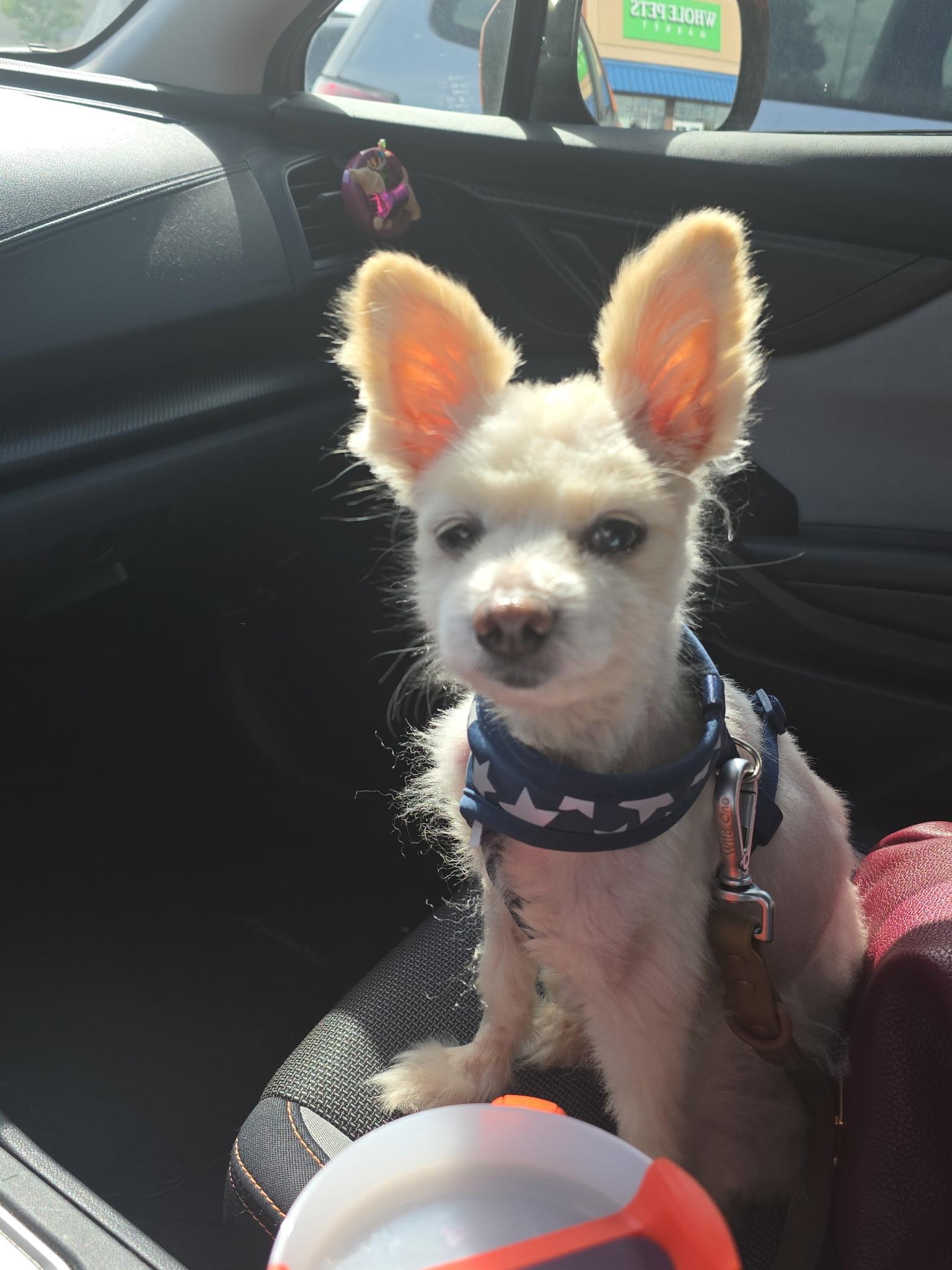 Finn, adopted, Young Male Chihuahua.
