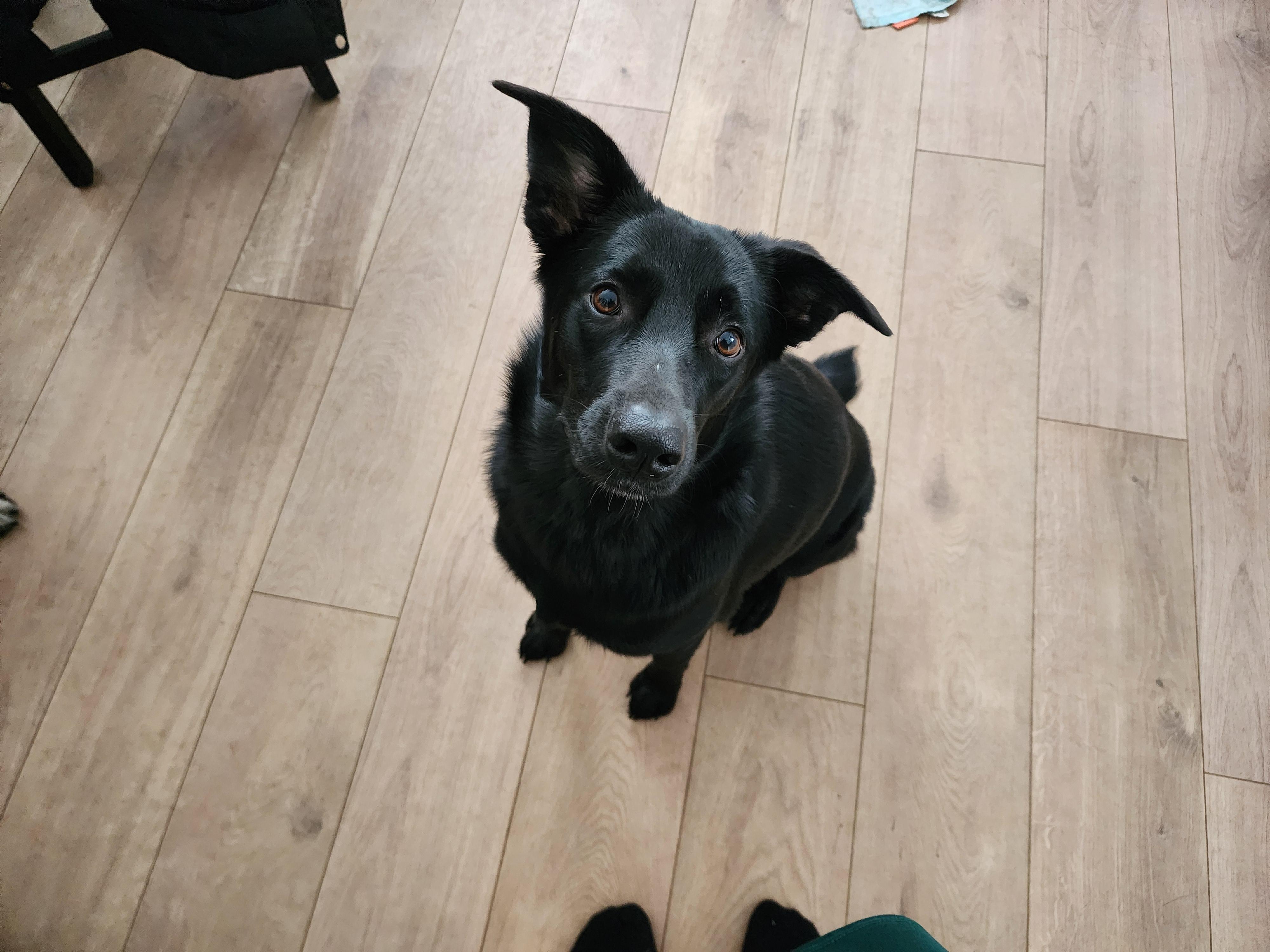 Raven, ADOPTABLE, Young Female Shepherd.