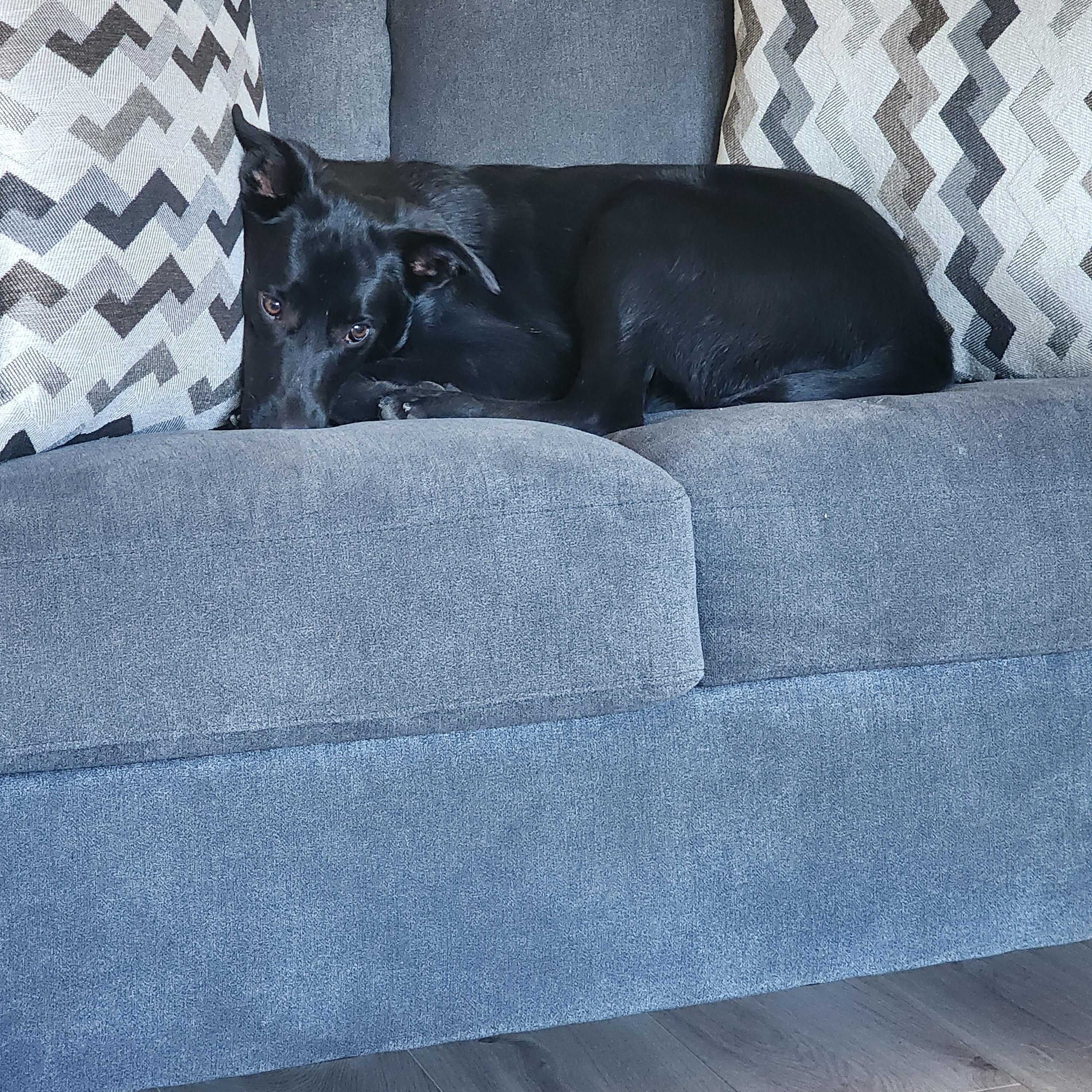 Enlarge Raven, an adopted mixed breed in Aurora, IL image 2/4