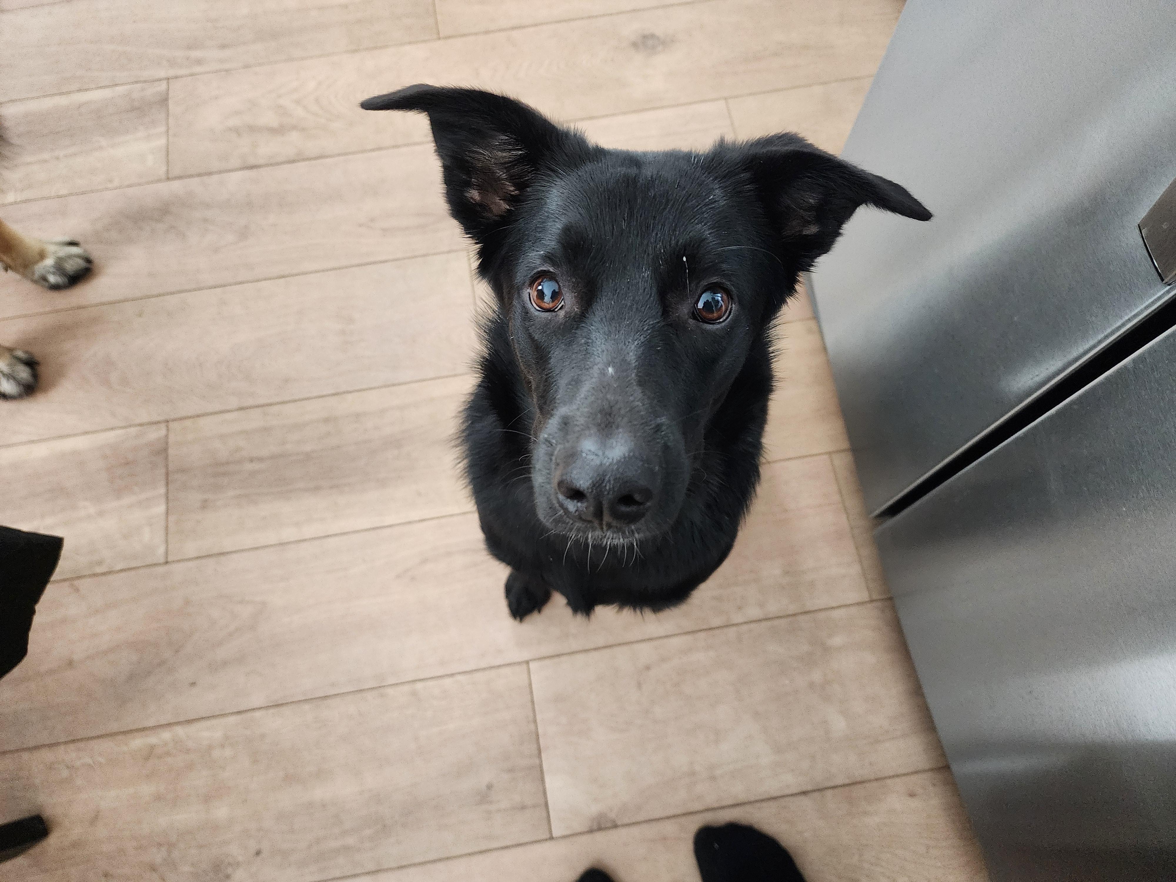 Enlarge Raven, an adopted mixed breed in Aurora, IL image 3/4